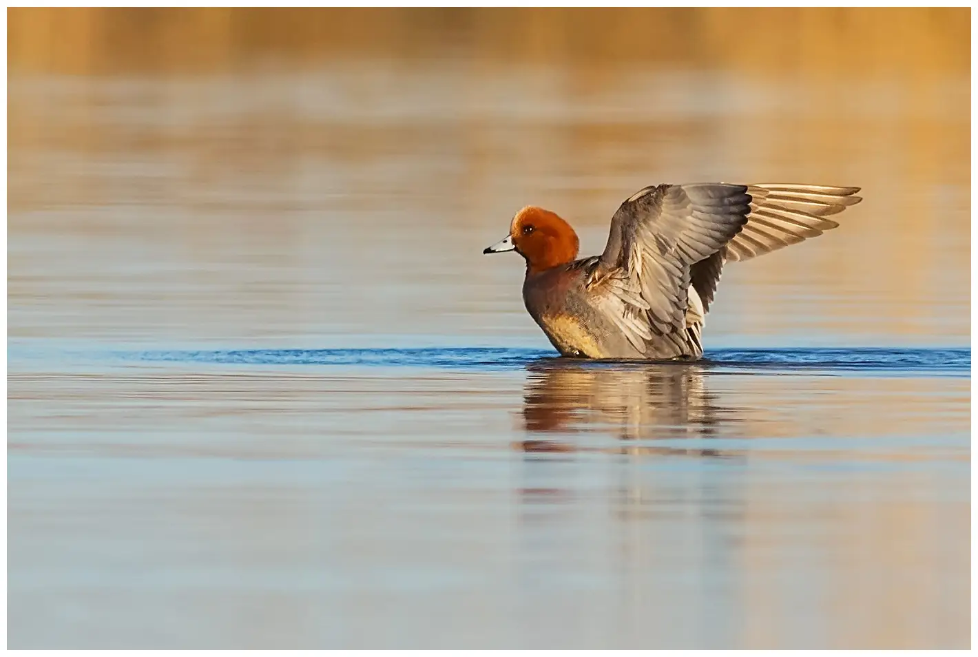 Wigeon