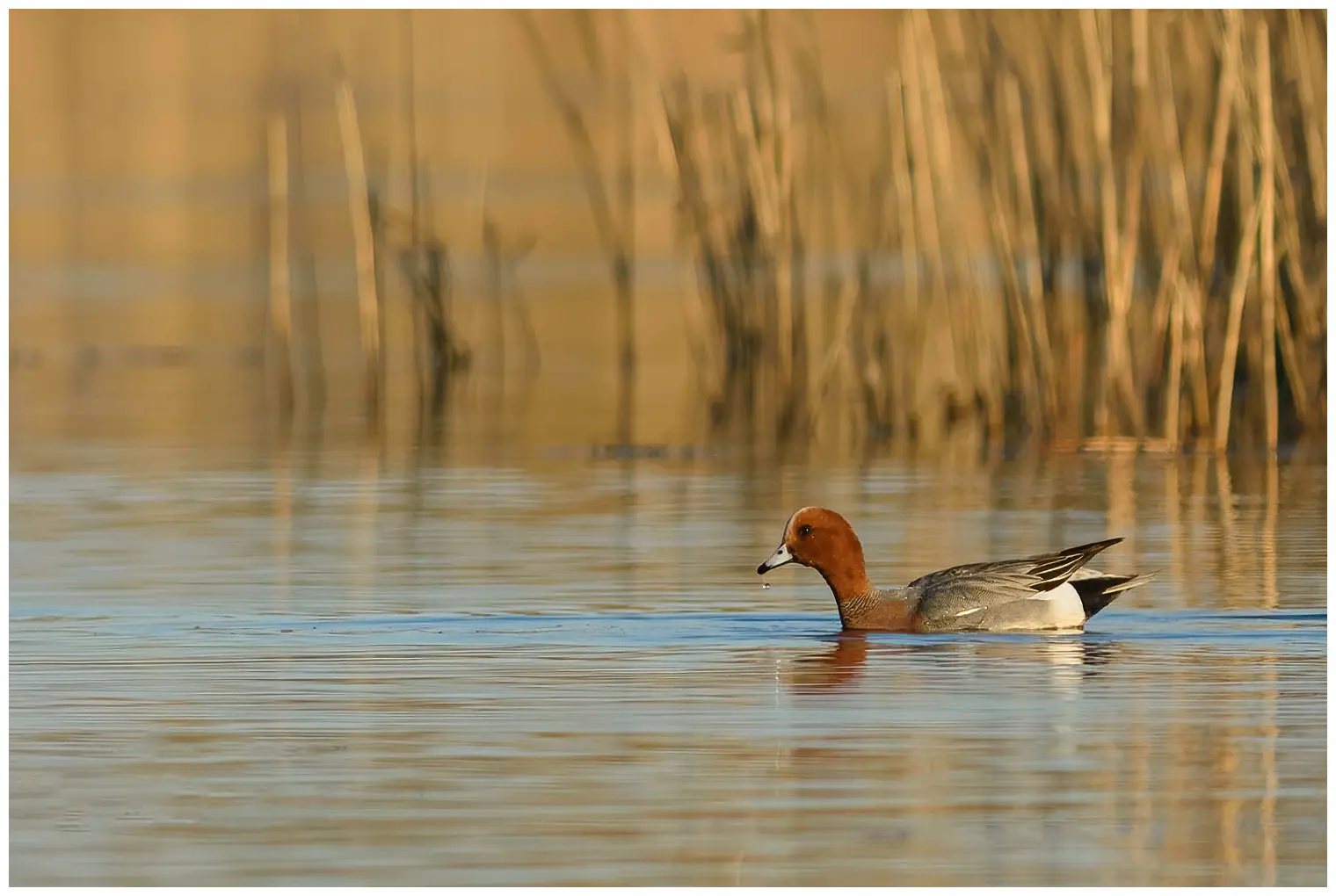Wigeon