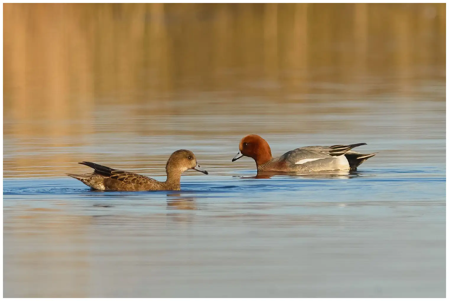 Wigeon