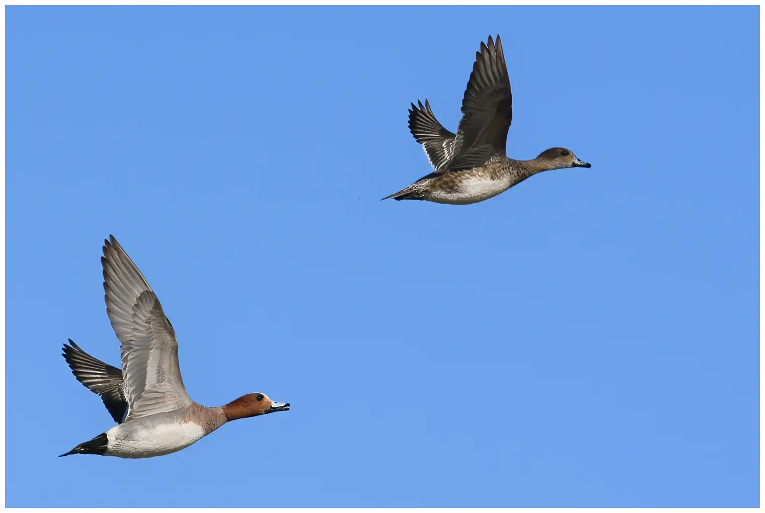 Wigeon