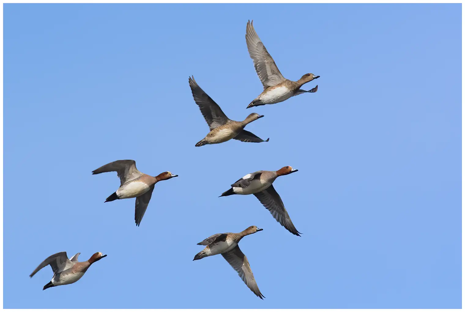 Wigeon