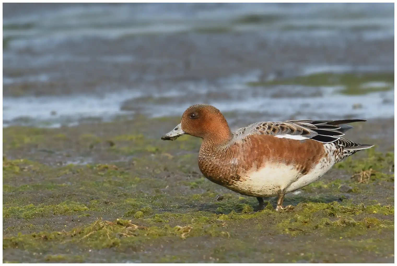 Wigeon