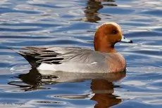 Wigeon