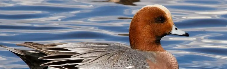 A Wigeon lies on the water in the middle of a flock of Wigeons.