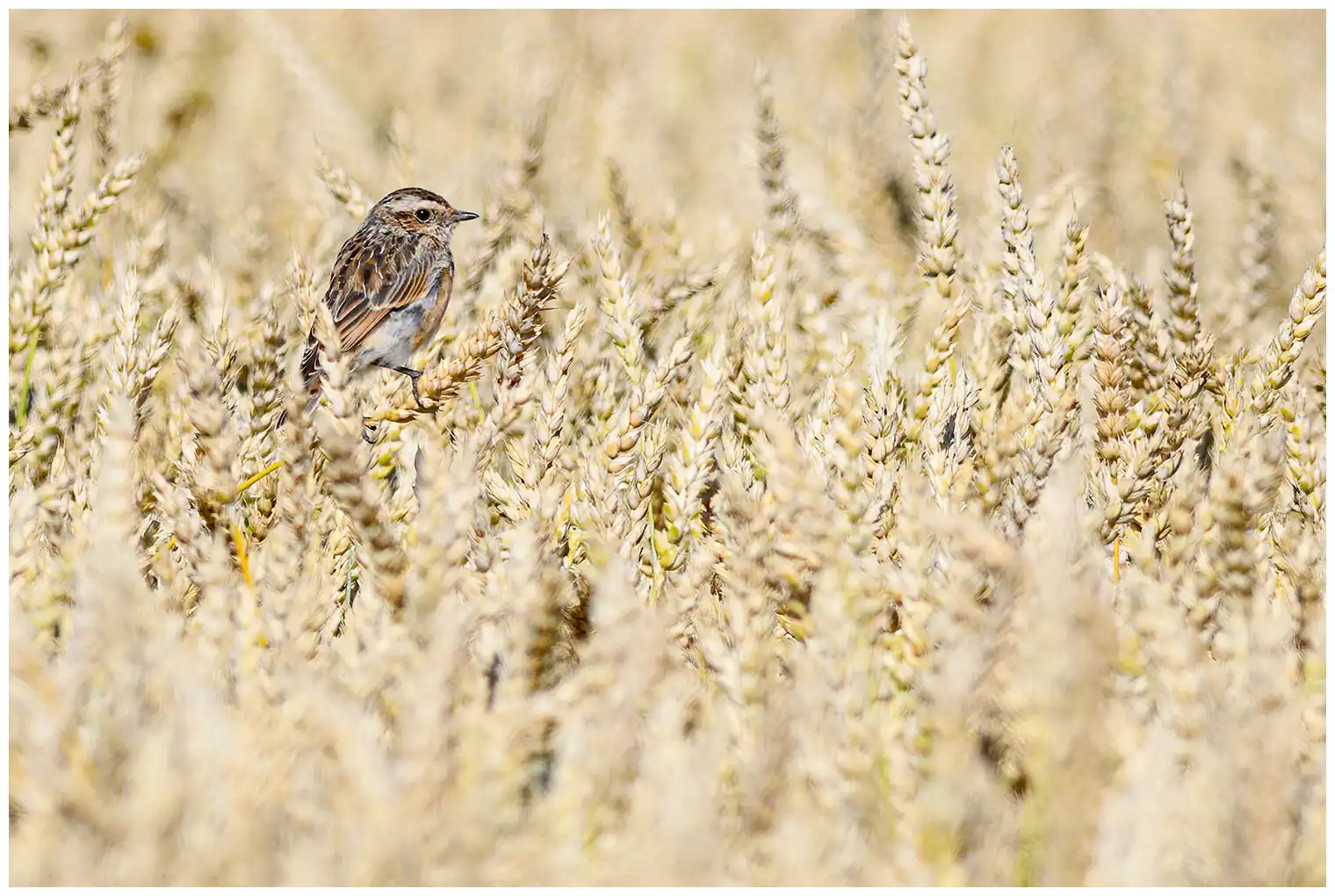 Whinchat