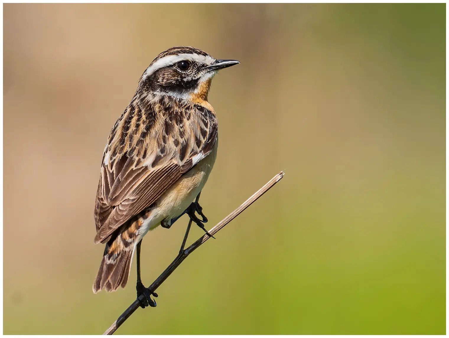 Whinchat