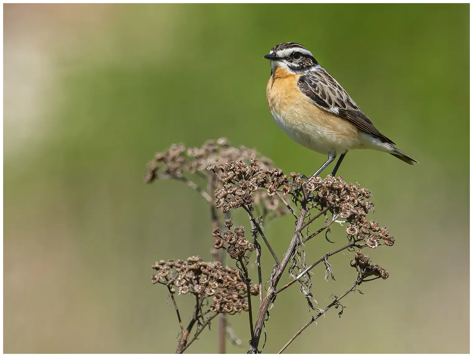 Whinchat