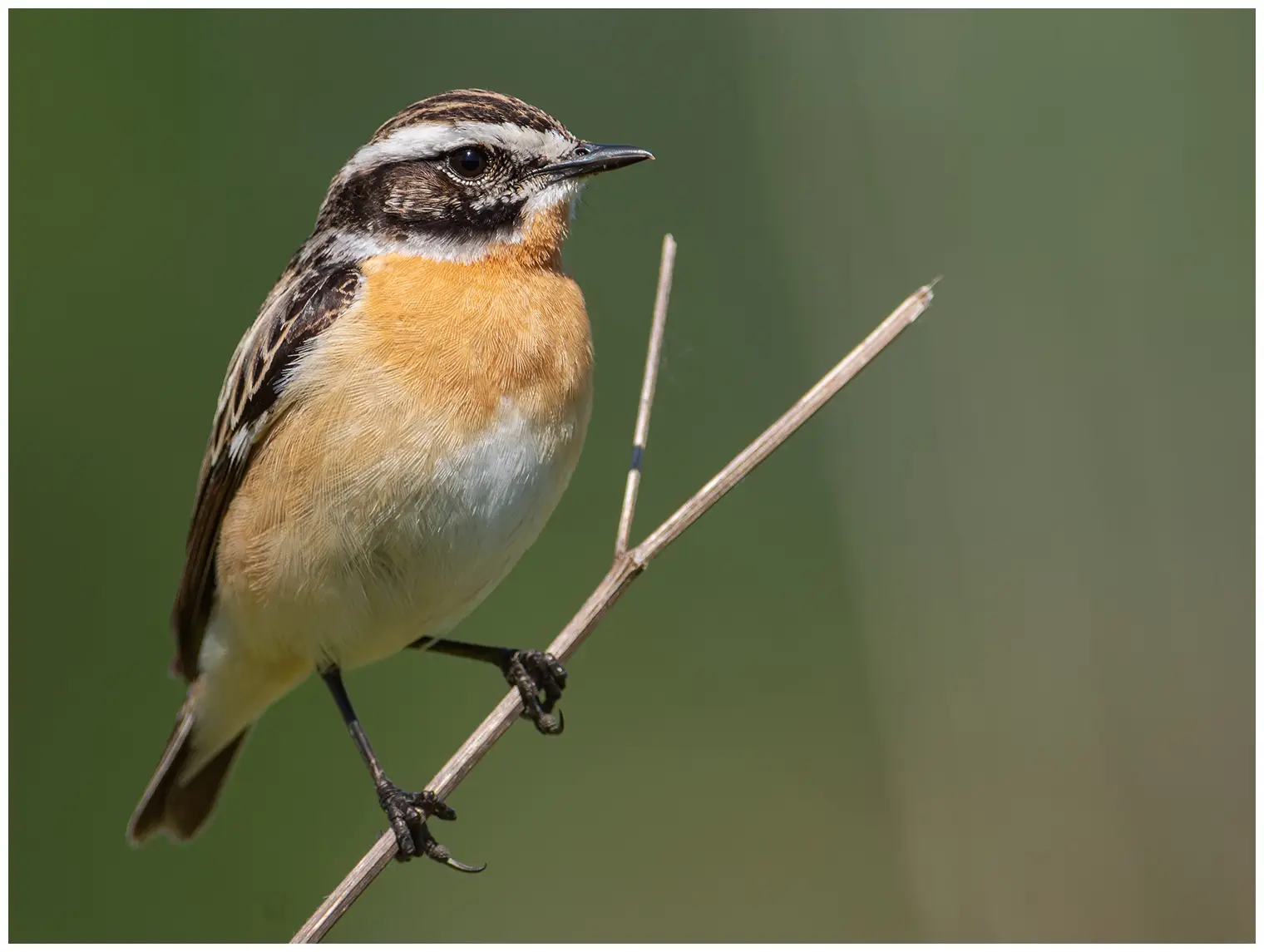 Whinchat