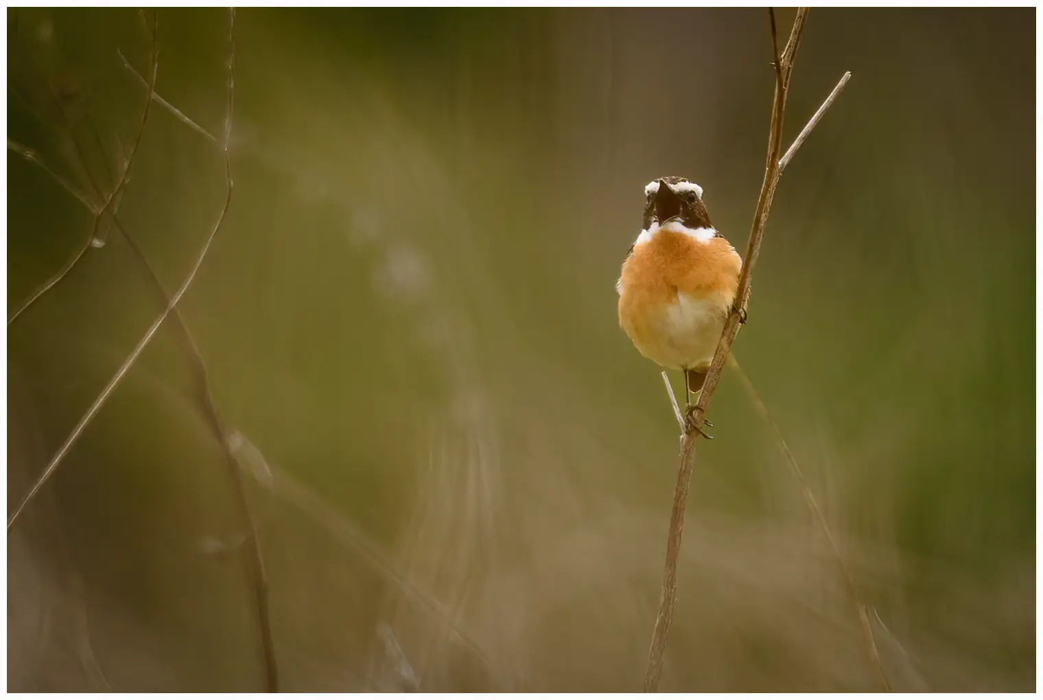 Whinchat