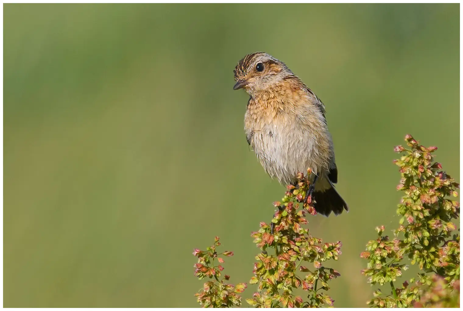 Whinchat