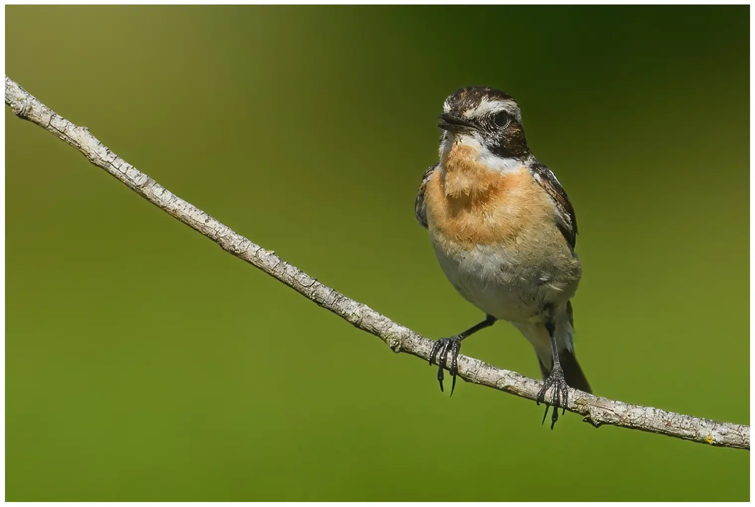 Whinchat