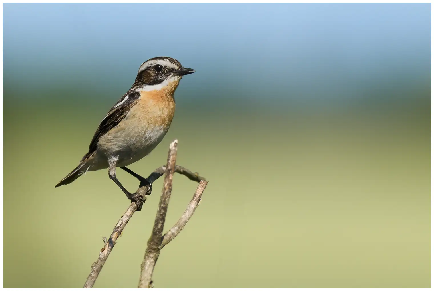 Whinchat