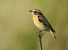 Whinchat