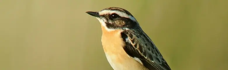 Whinchat. On a branch tip in a typically upright position. Faint orange breast and a white eyebrow stripe in an otherwise predominantly quite dark face.