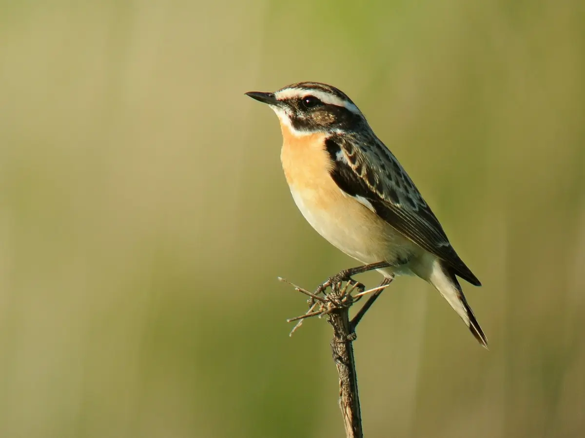 Whinchat. On a branch tip in a typically upright position. Faint orange breast and a white eyebrow stripe in an otherwise predominantly quite dark face.