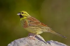 Cirl Bunting