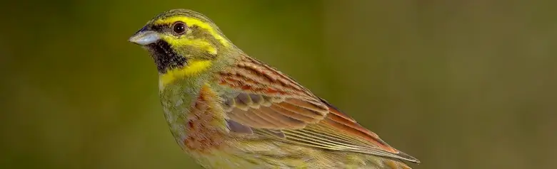 Cirl Bunting
