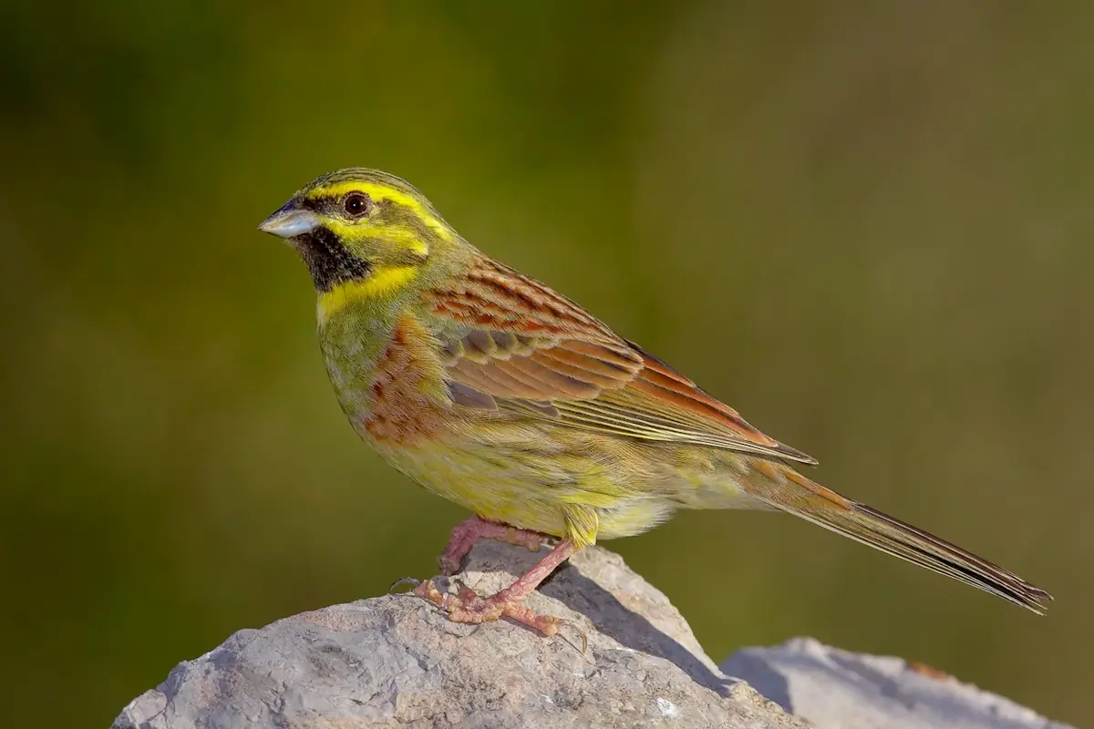 Cirl Bunting