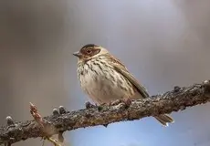 Little Bunting