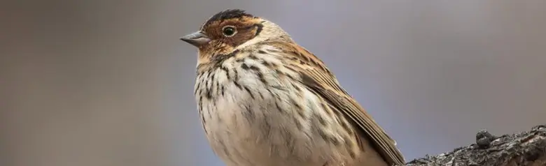 Little Bunting