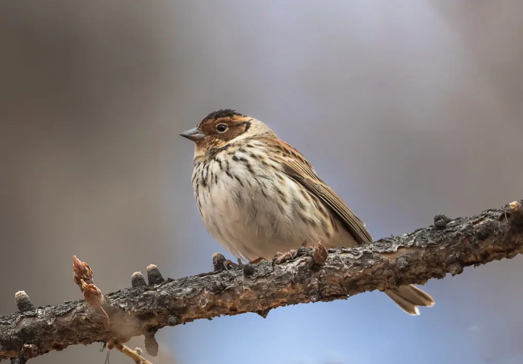 Little Bunting