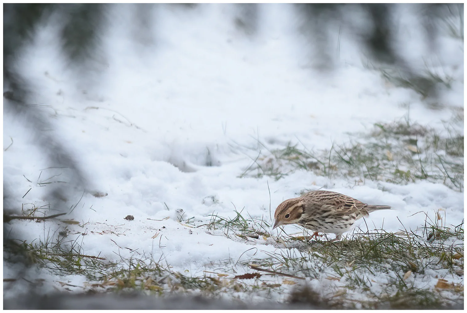 Little Bunting