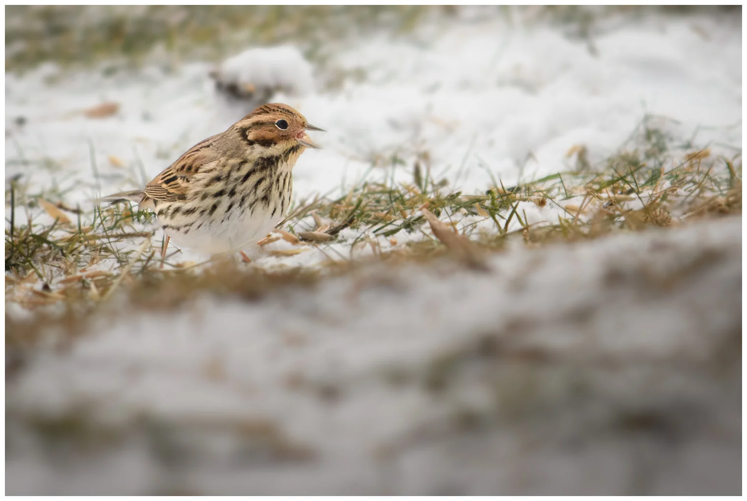 Little Bunting