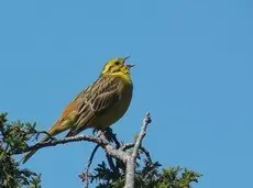 Yellowhammer