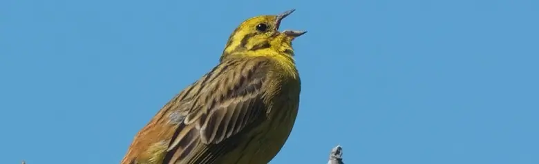 Yellowhammer