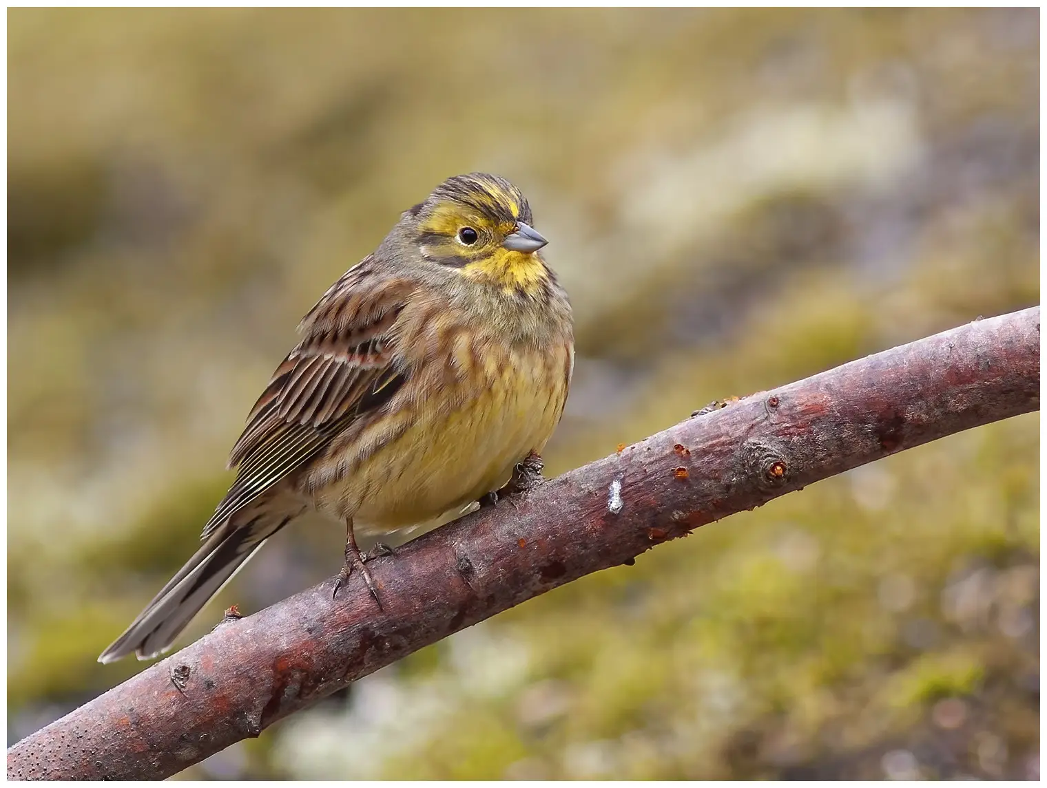 Yellowhammer