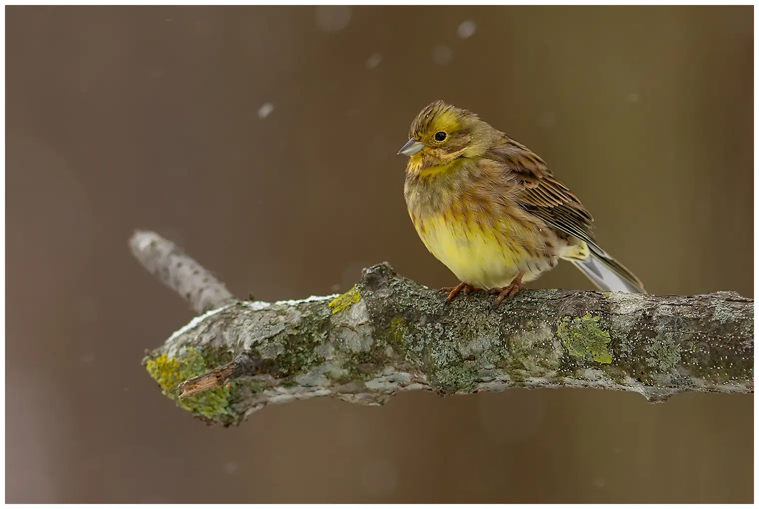 Yellowhammer