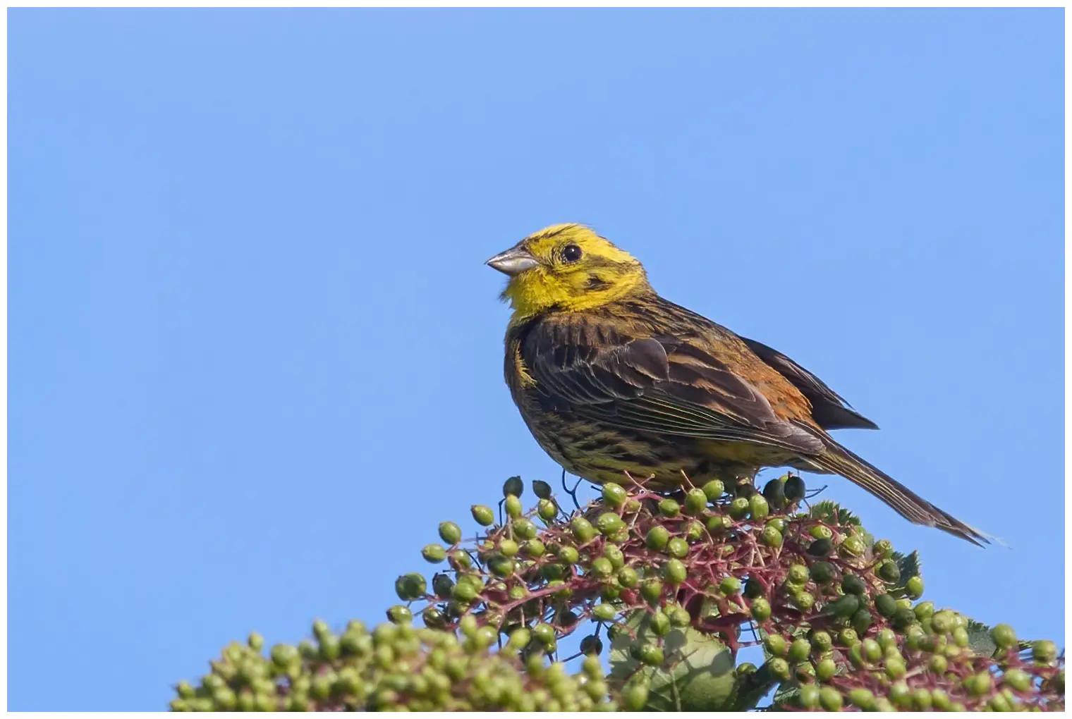 Yellowhammer