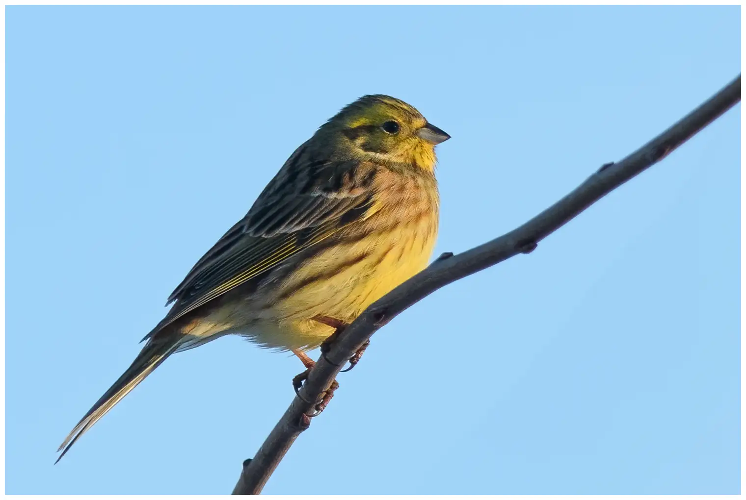 Yellowhammer