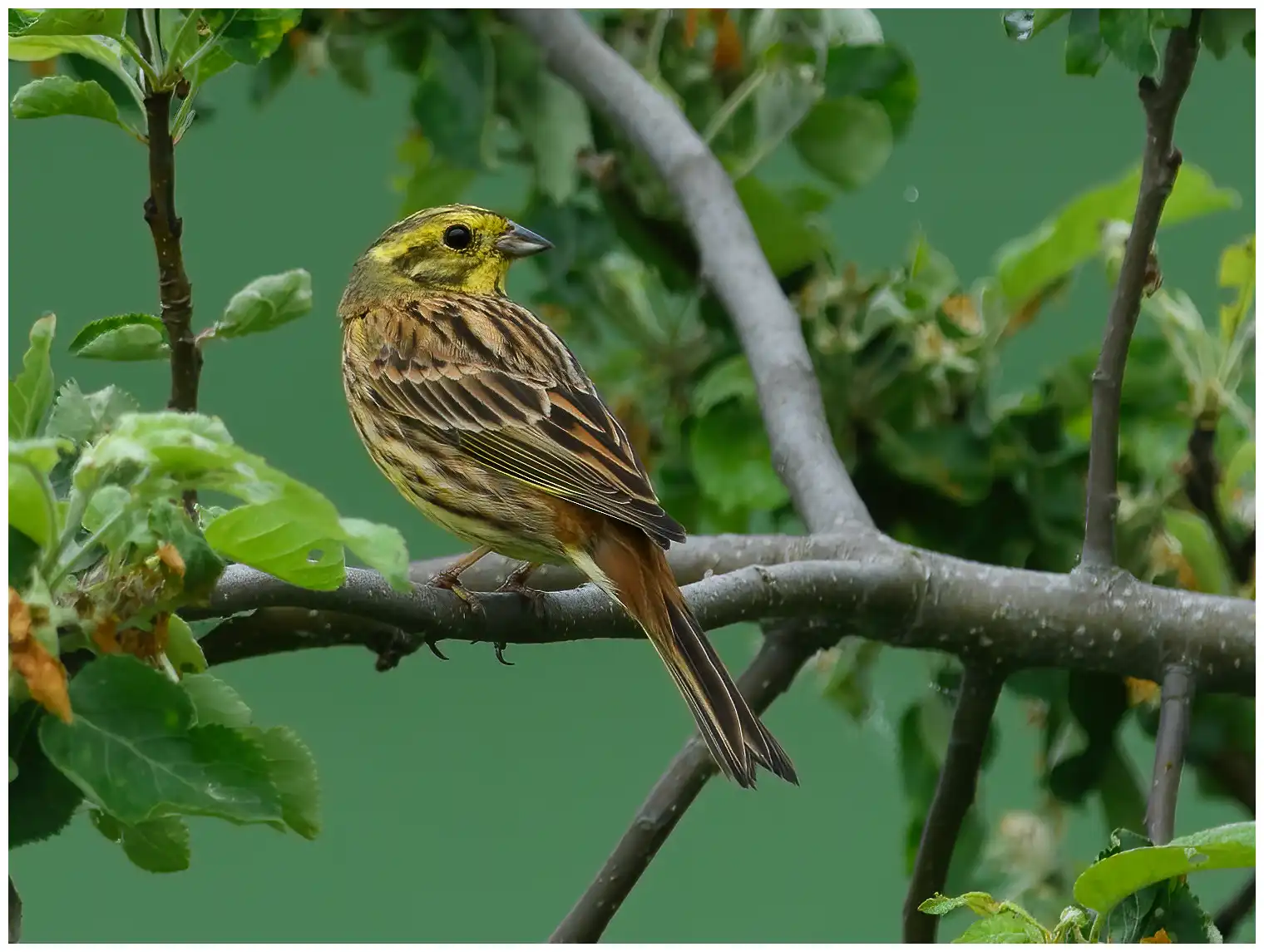 Yellowhammer