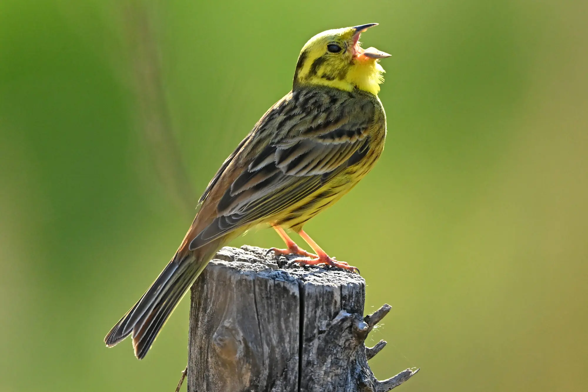 Yellowhammer