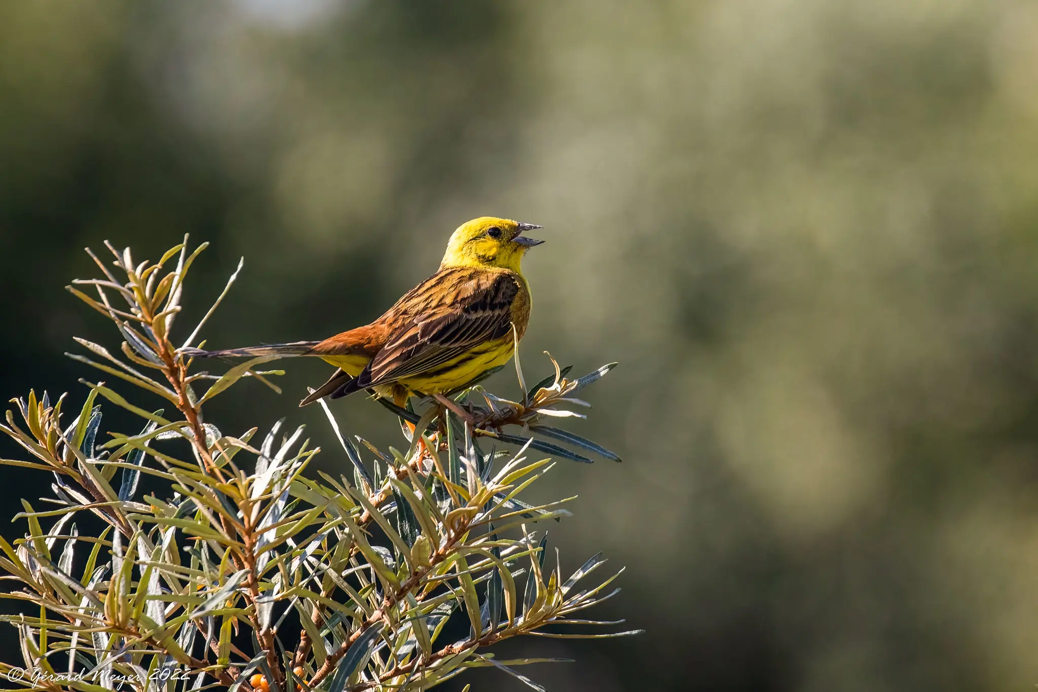 Yellowhammer