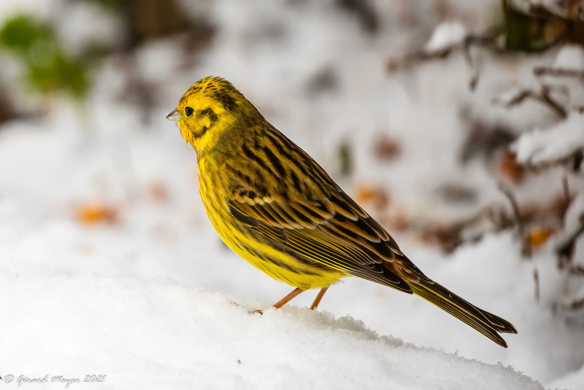 Yellowhammer