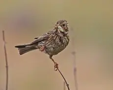 Corn Bunting