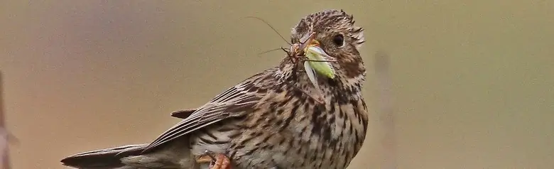 Corn Bunting