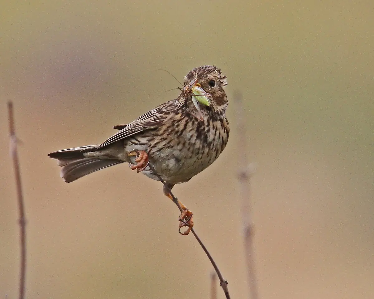 Corn Bunting