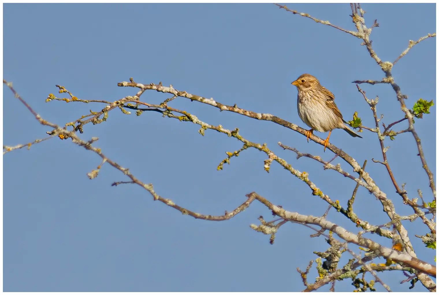 Corn Bunting