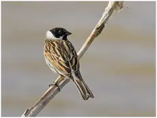 Reed Bunting
