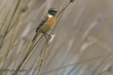 Stonechat