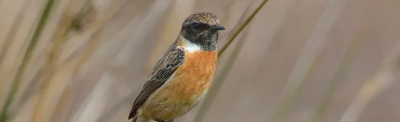 Stonechat. Black head and throat and a clearly contrasting white stripe on the side of the neck.