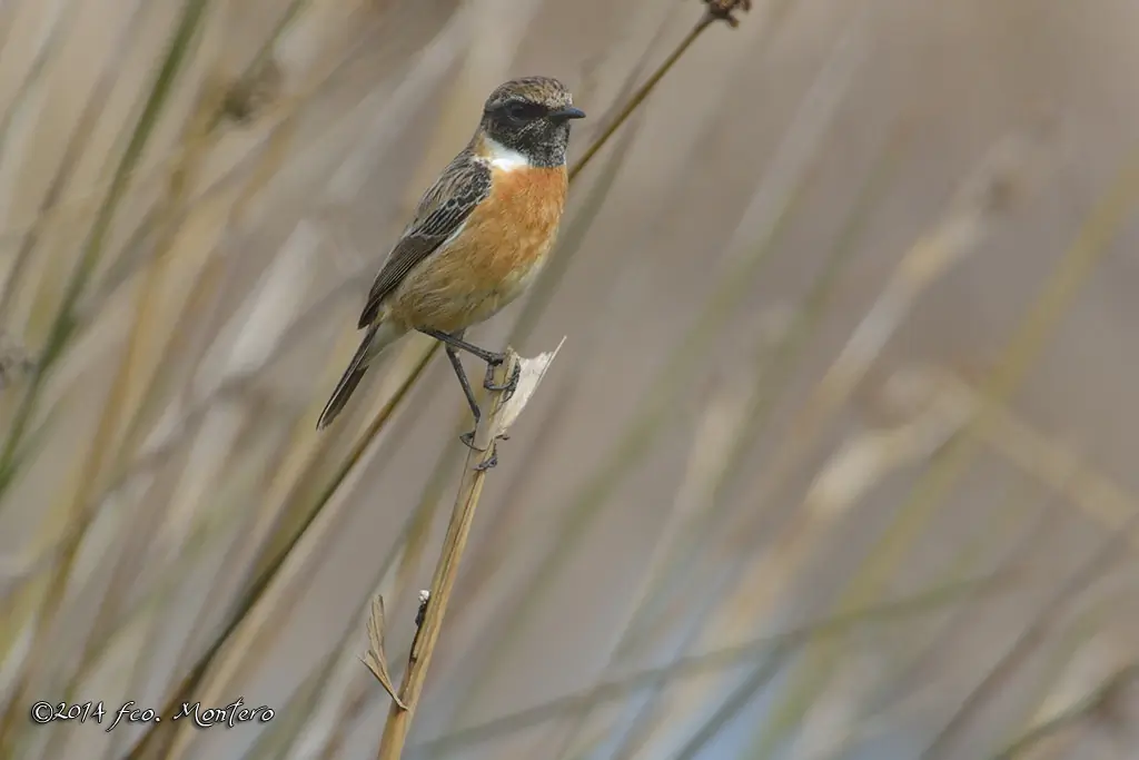 Stonechat. Black head and throat and a clearly contrasting white stripe on the side of the neck.