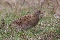 Corn Crake