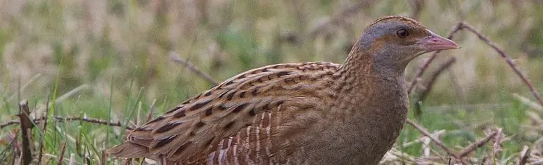 Corn Crake