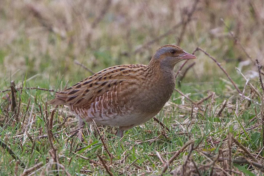 Corn Crake