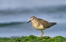 Temminck's Stint