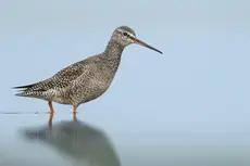 Spotted Redshank